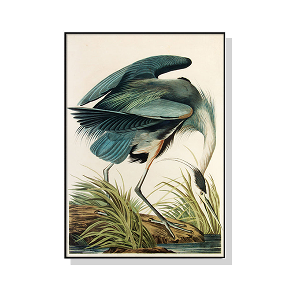 Great Blue Heron by John James Audubon – Canvas Wall Art Black Float Frame 50x70cm - Greenora Living