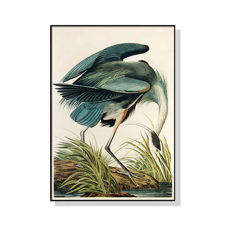 Great Blue Heron by John James Audubon – Canvas Wall Art Black Float Frame 50x70cm - Greenora Living