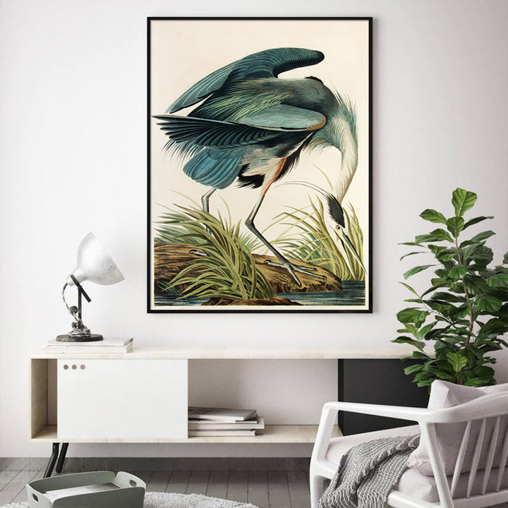 Great Blue Heron by John James Audubon – Canvas Wall Art Black Float Frame 50x70cm - Greenora Living